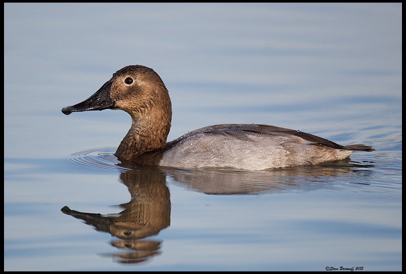 _5SB7197 canvasback hen.jpg